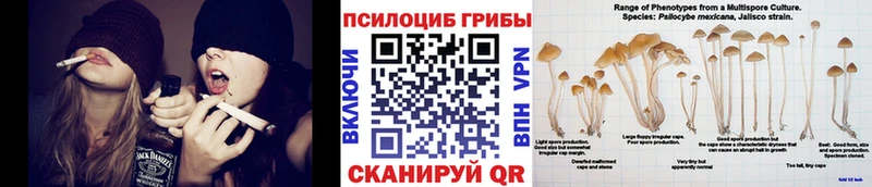 Купить закладки  Купино  Галлюциногенные грибы Psilocybe 