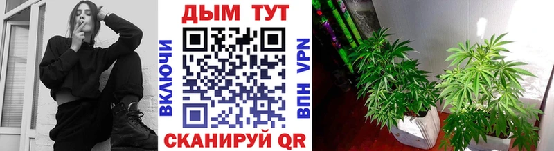 Купить закладки  Купино  Марихуана сатива 